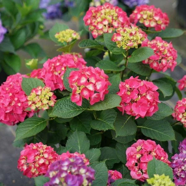 Garden Goods Direct Proven Winners® Color Choice® Wee Bit Giddy® Hydrangea Shrubs 2 Garden Goods Direct Proven Winners® Color Choice® Wee Bit Giddy® Hydrangea Shrubs