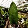 Garden Goods Direct Whale Fin Snake Plant House Plants