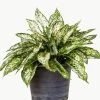Garden Goods Direct White Aglaonema House Plants