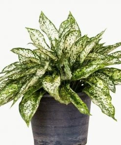 Garden Goods Direct White Aglaonema House Plants