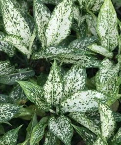 Garden Goods Direct White Aglaonema House Plants