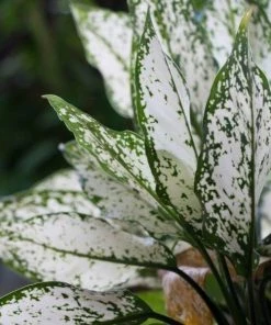 Garden Goods Direct White Aglaonema House Plants