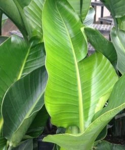 Garden Goods Direct White Bird Of Paradise 7 Garden Goods Direct White Bird Of Paradise