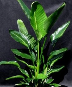 Garden Goods Direct White Bird Of Paradise 6 Garden Goods Direct White Bird Of Paradise