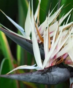 Garden Goods Direct White Bird Of Paradise