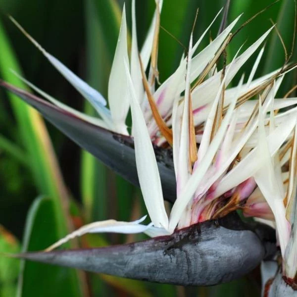 Garden Goods Direct White Bird Of Paradise 2 Garden Goods Direct White Bird Of Paradise