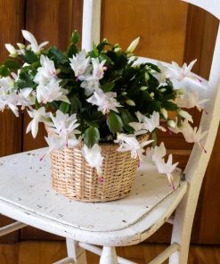 Garden Goods Direct White Christmas Cactus