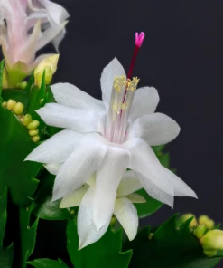 Garden Goods Direct White Christmas Cactus