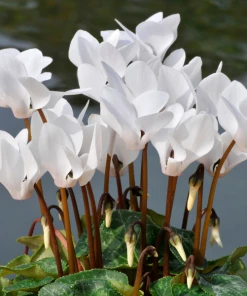 Garden Goods Direct House Plants White Cyclamen
