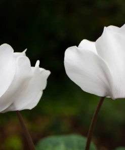 Garden Goods Direct House Plants White Cyclamen