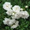Garden Goods Direct Shrubs White Drift® Rose