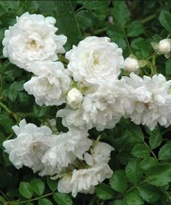 Garden Goods Direct Shrubs White Drift® Rose