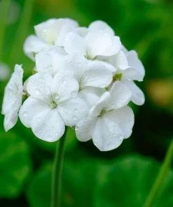 Garden Goods Direct White Geranium Annuals 5 Garden Goods Direct White Geranium Annuals