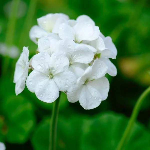 Garden Goods Direct White Geranium Annuals 3 Garden Goods Direct White Geranium Annuals
