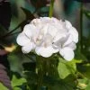 Garden Goods Direct White Geranium Annuals