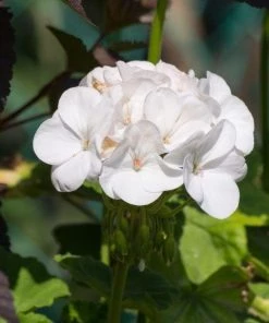 Garden Goods Direct White Geranium Annuals