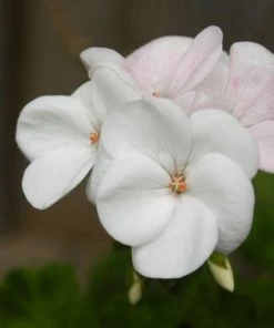 Garden Goods Direct White Geranium Annuals