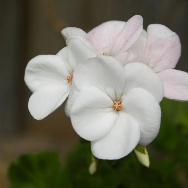 Garden Goods Direct White Geranium Annuals 2 Garden Goods Direct White Geranium Annuals