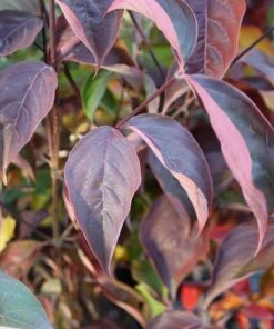 Garden Goods Direct White Kousa Dogwood