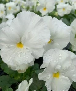 Garden Goods Direct Annuals White Pansies