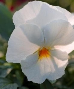 Garden Goods Direct Annuals White Pansies
