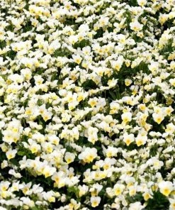 Garden Goods Direct Annuals White Pansies