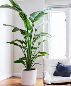 Garden Goods Direct White Bird Of Paradise