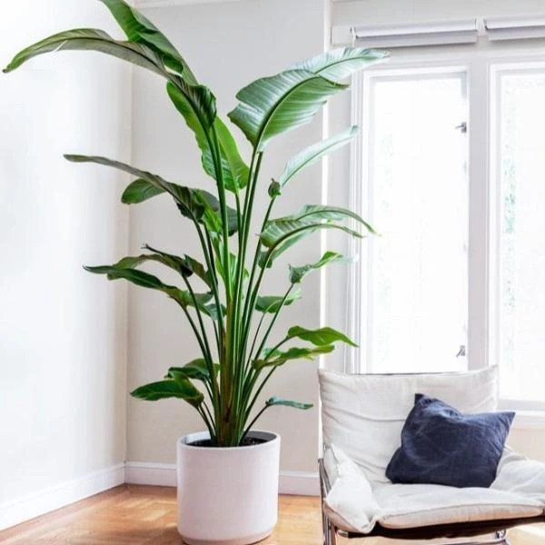 Garden Goods Direct White Bird Of Paradise 1 Garden Goods Direct White Bird Of Paradise