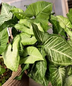 Garden Goods Direct Syngonium White Butterfly