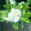 Garden Goods Direct Annuals White Vinca