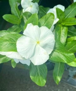 Garden Goods Direct Annuals White Vinca