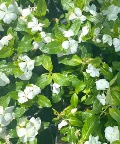 Garden Goods Direct Annuals White Vinca
