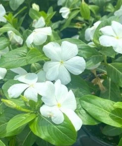 Garden Goods Direct Annuals White Vinca