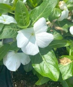 Garden Goods Direct Annuals White Vinca