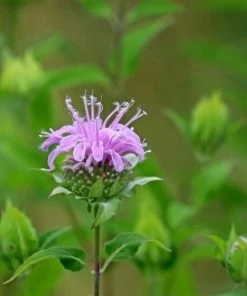 Garden Goods Direct Wild Bergamot Perennials