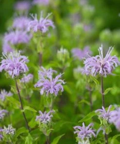 Garden Goods Direct Wild Bergamot Perennials