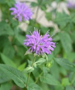 Garden Goods Direct Wild Bergamot Perennials