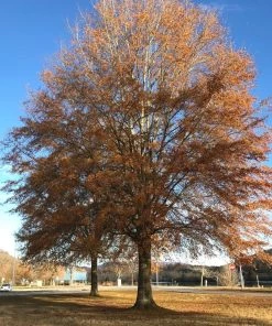 Garden Goods Direct Willow Oak Trees