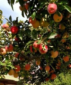 Garden Goods Direct Winesap Apple Tree Trees