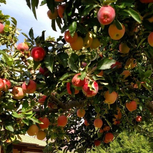 Garden Goods Direct Winesap Apple Tree Trees 2 Garden Goods Direct Winesap Apple Tree Trees