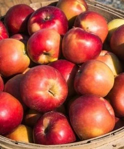 Garden Goods Direct Winesap Apple Tree Trees 7 Garden Goods Direct Winesap Apple Tree Trees