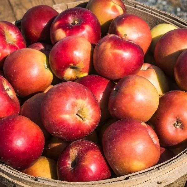 Garden Goods Direct Winesap Apple Tree Trees 4 Garden Goods Direct Winesap Apple Tree Trees