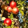Garden Goods Direct Winesap Apple Tree Trees