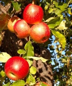 Garden Goods Direct Winesap Apple Tree Trees