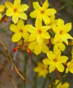 Garden Goods Direct Winter Jasmine