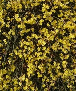Garden Goods Direct Winter Jasmine