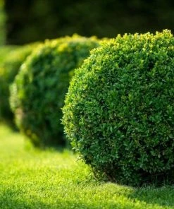 Garden Goods Direct Winter Gem Boxwood