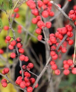 Garden Goods Direct Winter Red Winterberry Holly