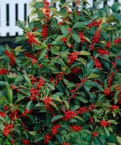 Garden Goods Direct Winter Red Winterberry Holly