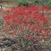 Garden Goods Direct Shrubs Red Sprite Winterberry Holly